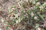 Paraguayan purslane